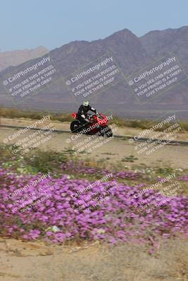 media/Feb-04-2023-SoCal Trackdays (Sat) [[8a776bf2c3]]/Turn 15 Inside Blooming (1050am)/